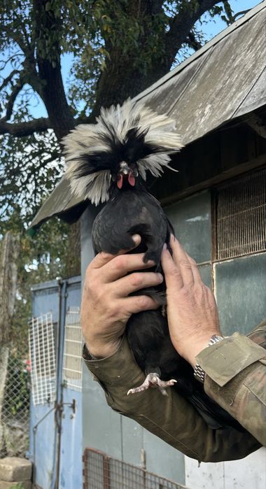 Białoczuby Holenderskie kogut