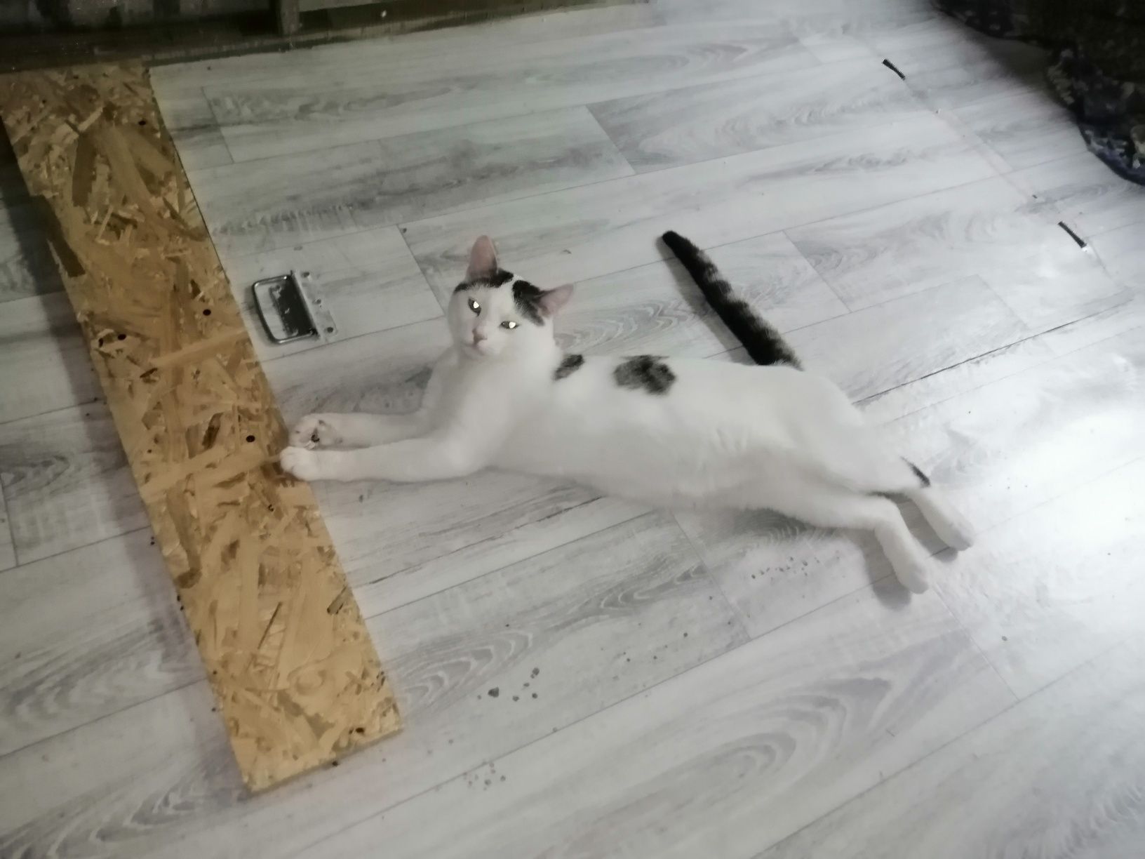 Najkochańszy kotek w świecie, kastrat.