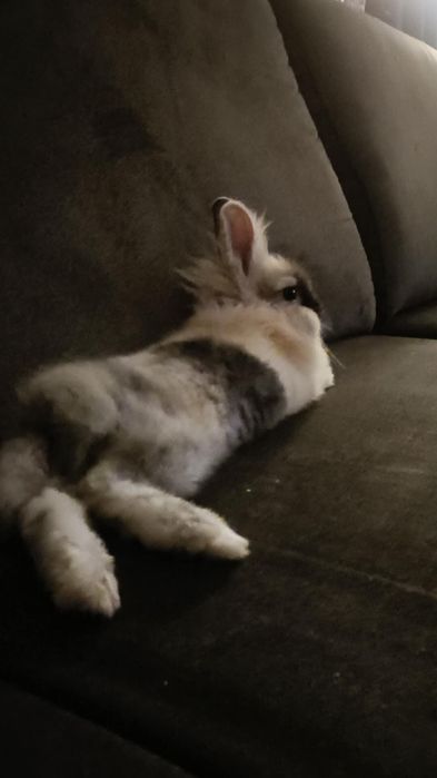 Królik do adopcji jeden z dwóch