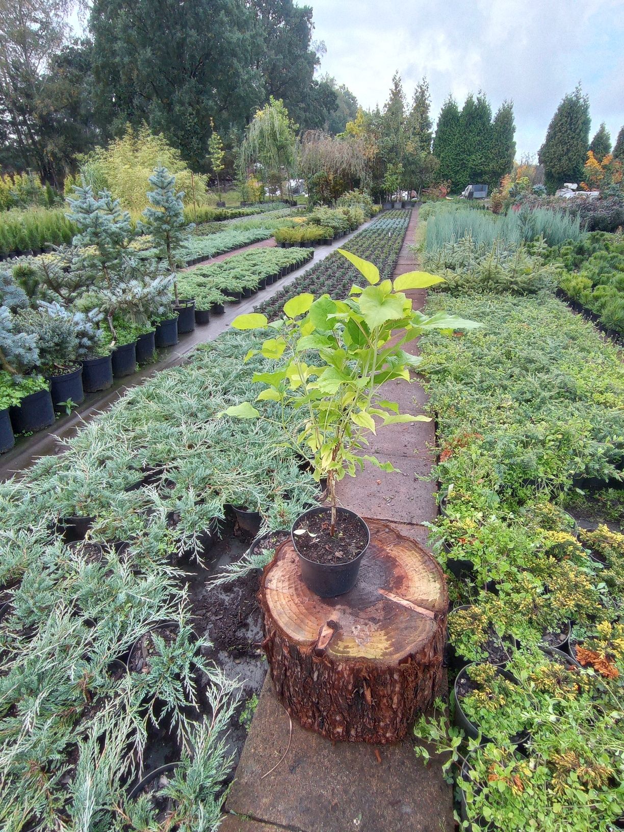 Hortensja Anabelle
