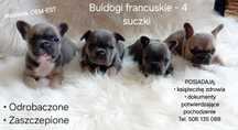 Buldog francuski