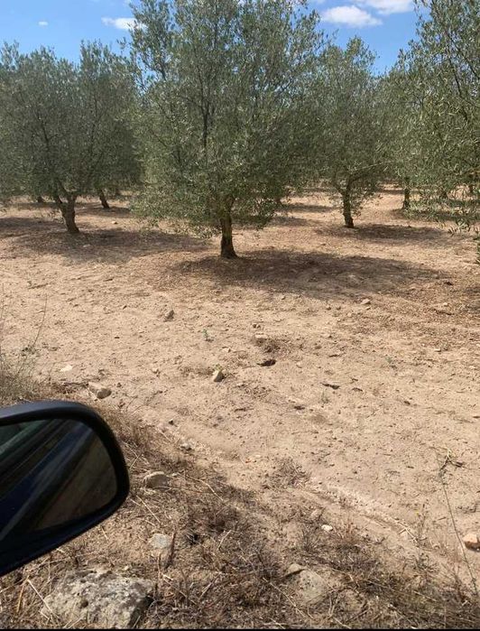 Terreno rústico com oliveiras e cerejeiras   em Carnicães/Trancoso