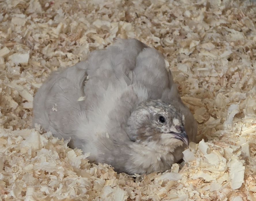 Jajka lęgowe przepiórek japońskich