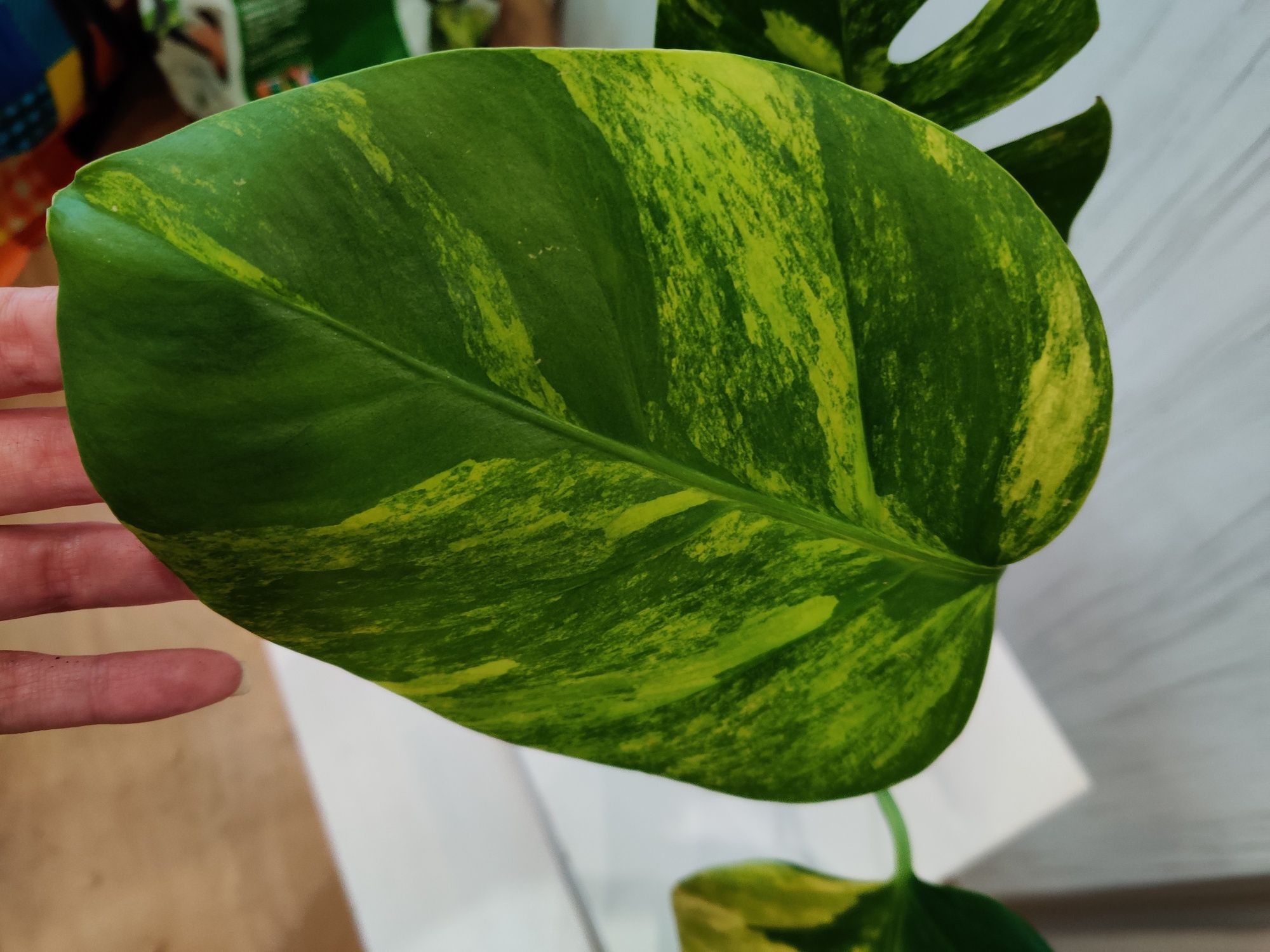 Monstera aurea..