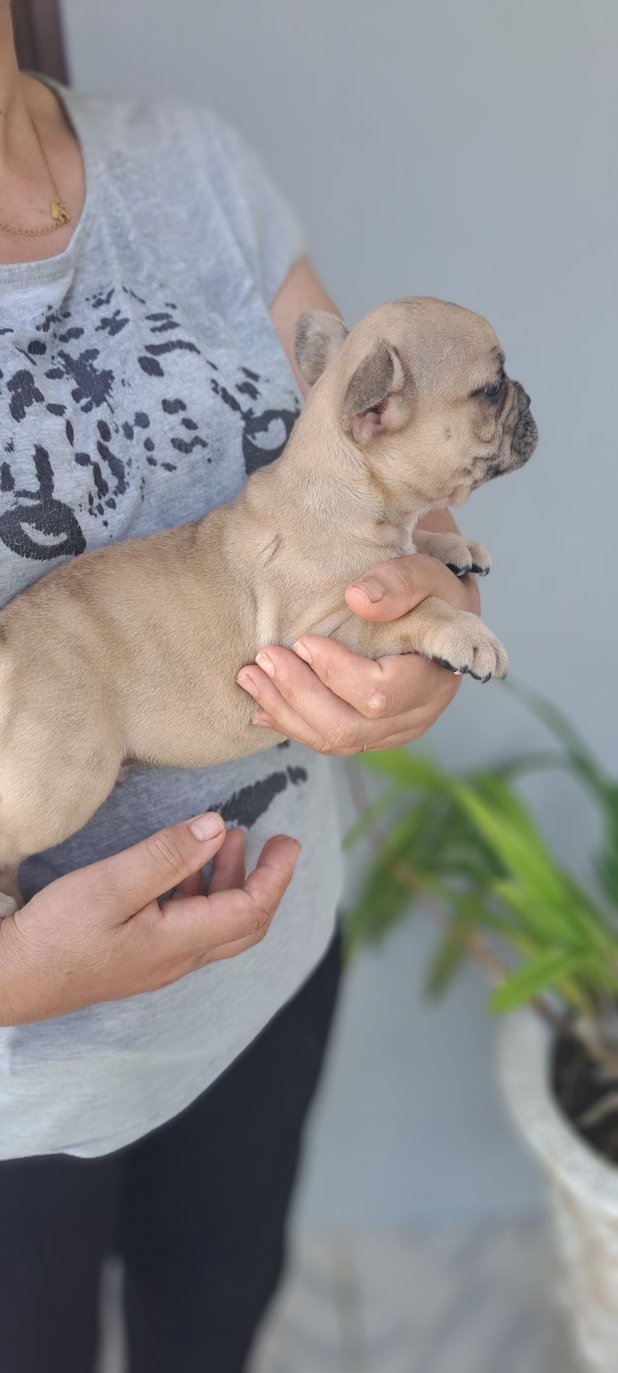Bulldog francês macho fawn