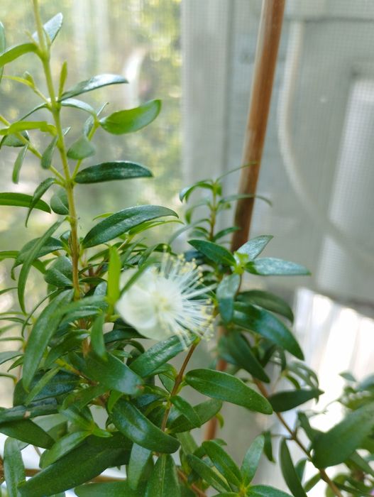 Мирт комнатный, мелколистный