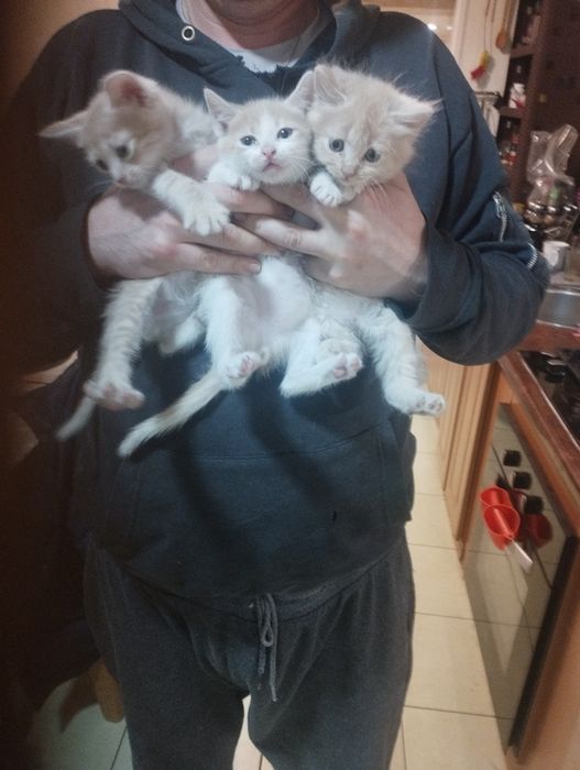 Отдам даром котят