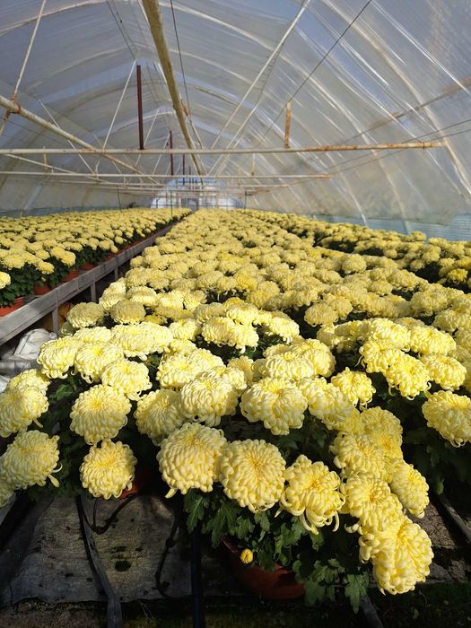 Chryzantemy hurt detal