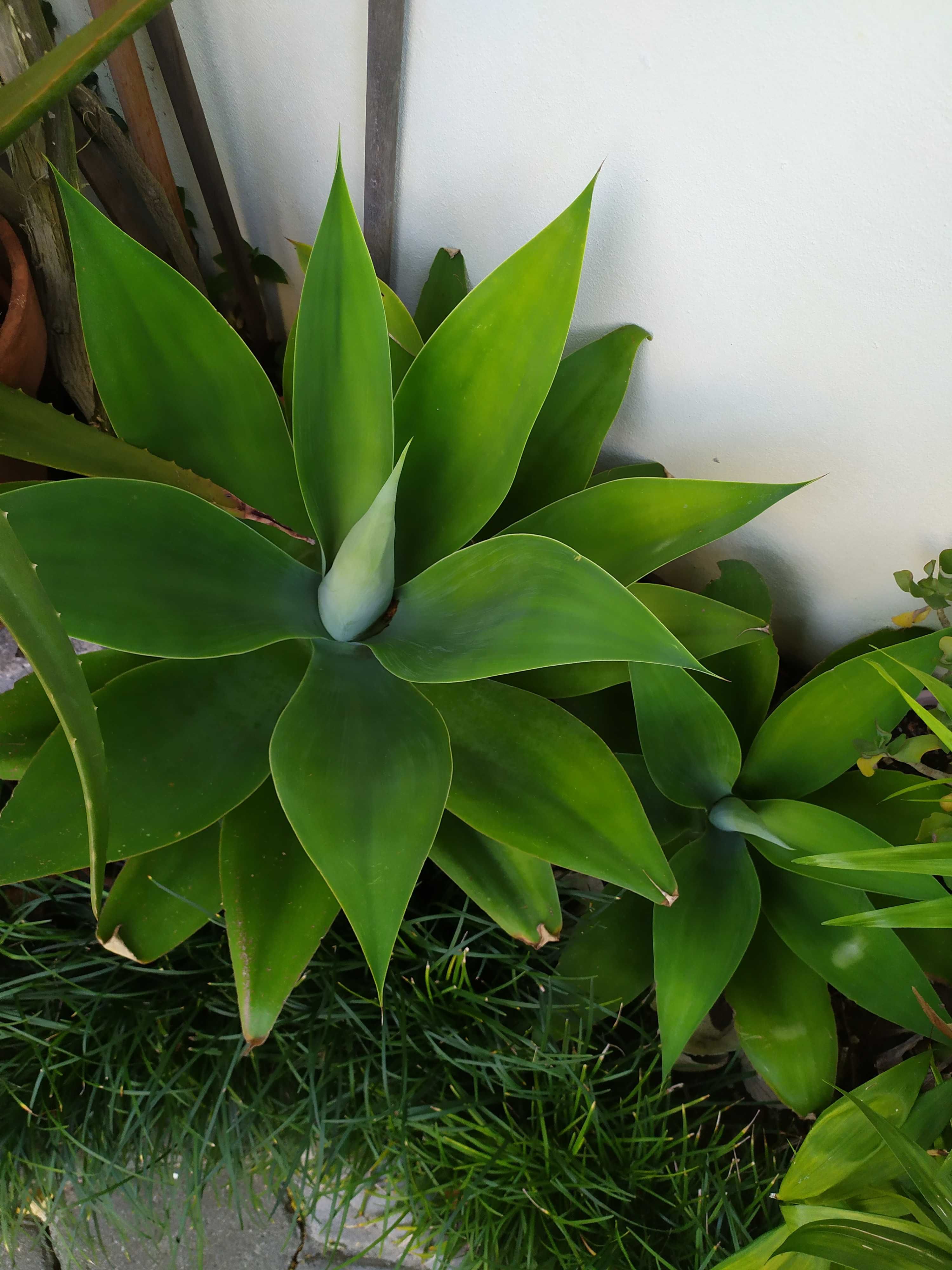 Agave attenuata ou Agave dragão