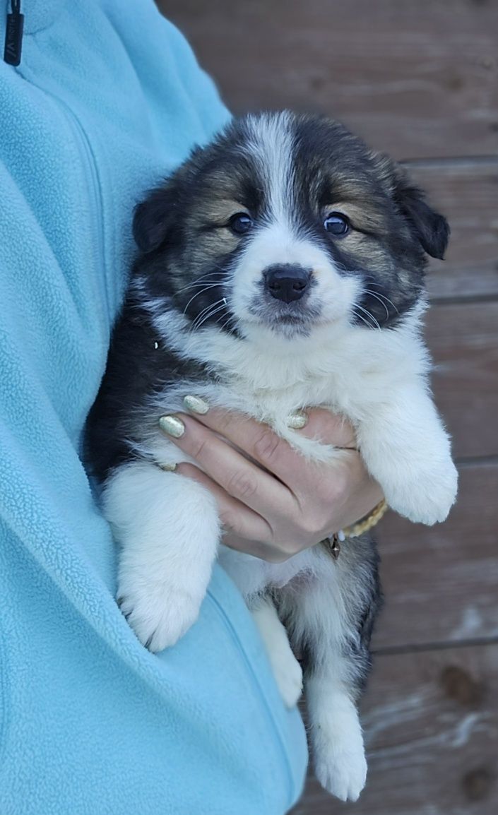Border Collie piesek
