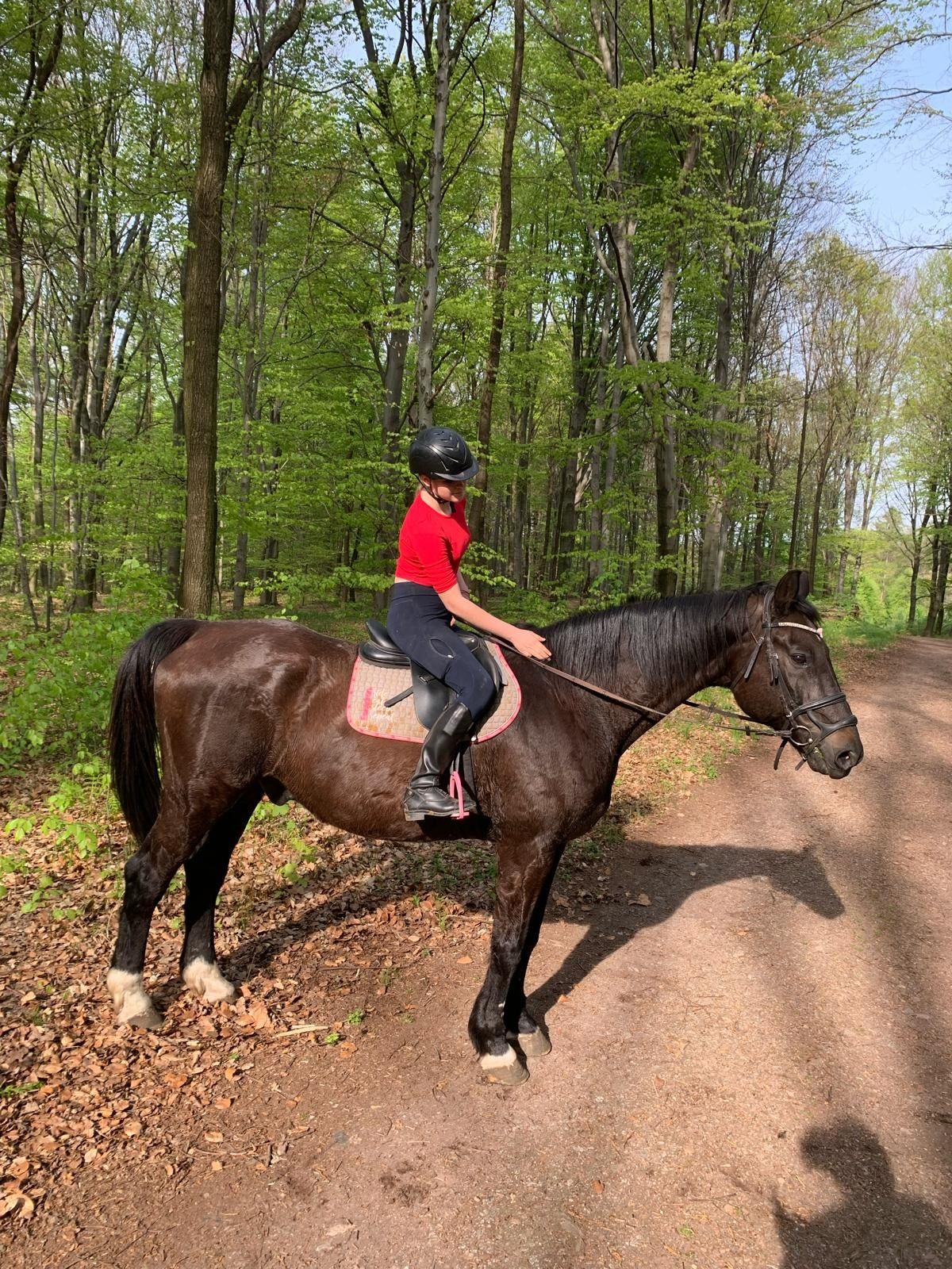 Wałach  w typie  śląskim