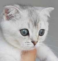 Piękny kotek zwisłouchy w kolorze srebrna szynszyla point.