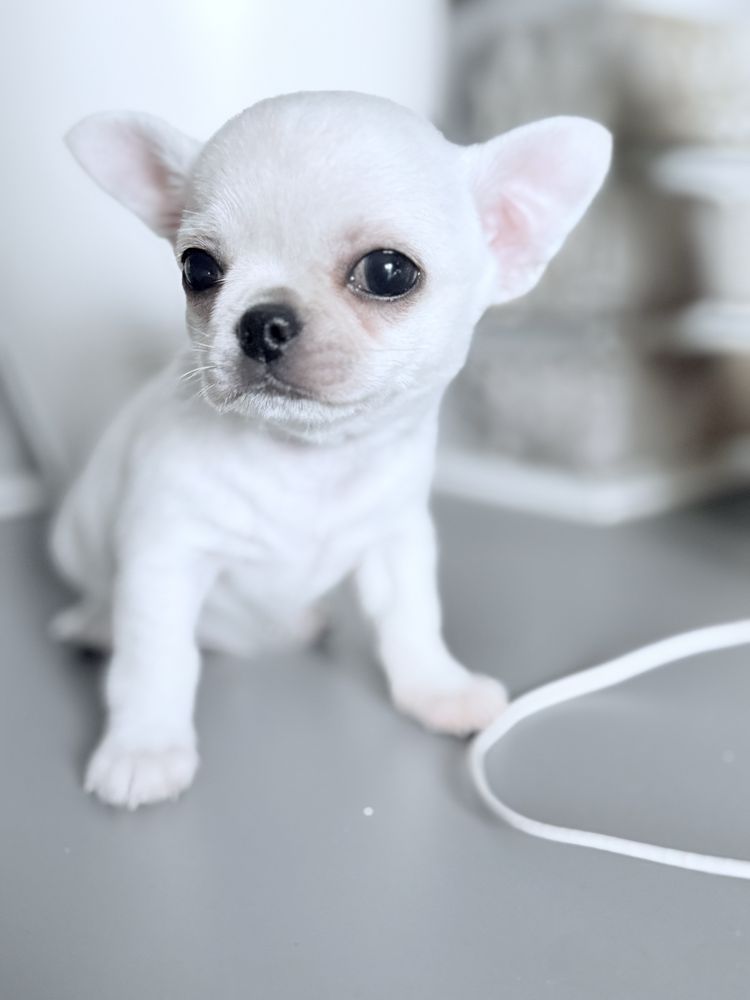 Piekny piesek chihuahua ZKwP FCI
