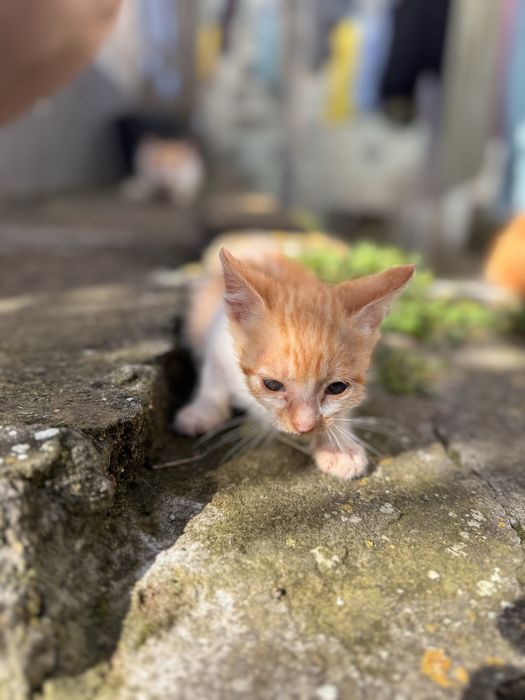 Gato com 3 meses GRATIS