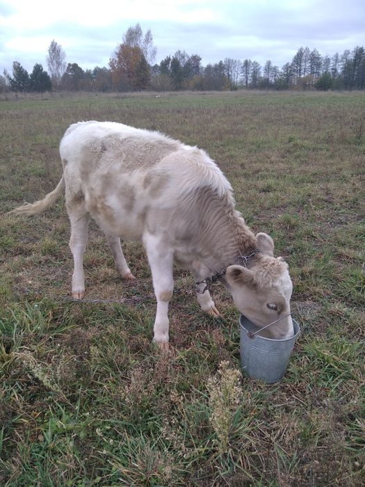Теличка сиво-ряба на тримання
