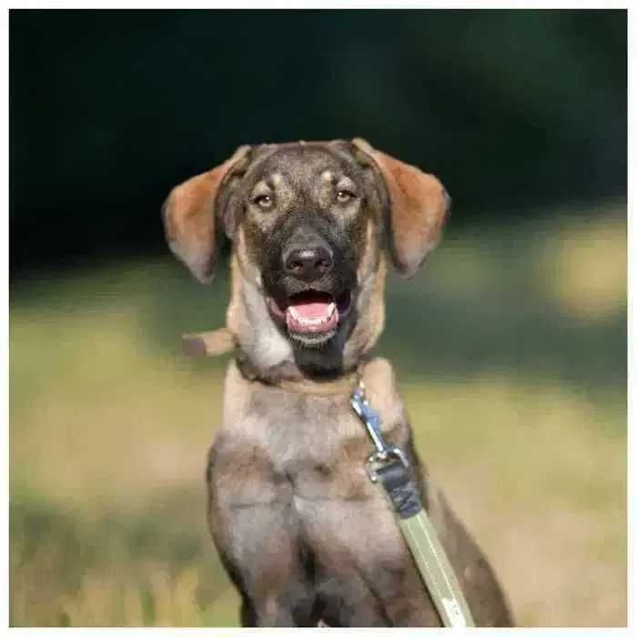 Молодой пес, щенок