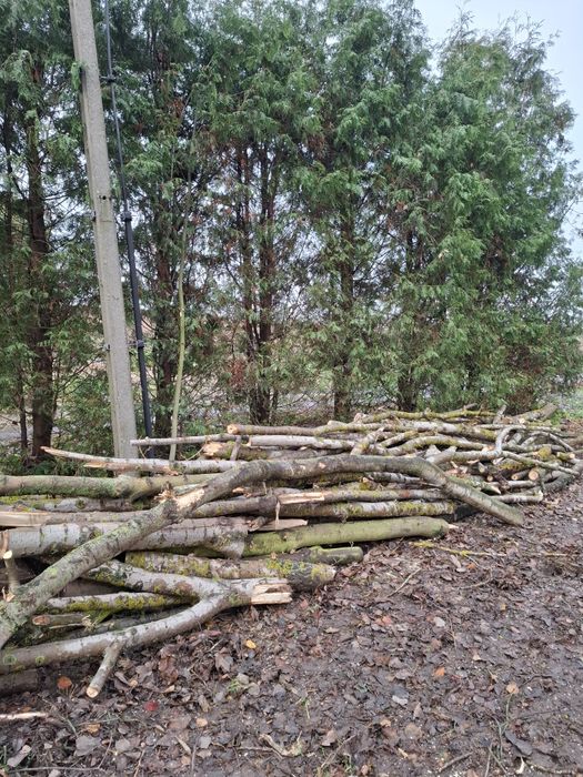 Drzewo na opał topola