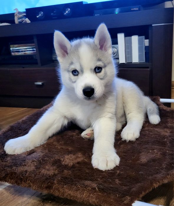 ICE MOON piesek po championach zkwp fci siberian husky