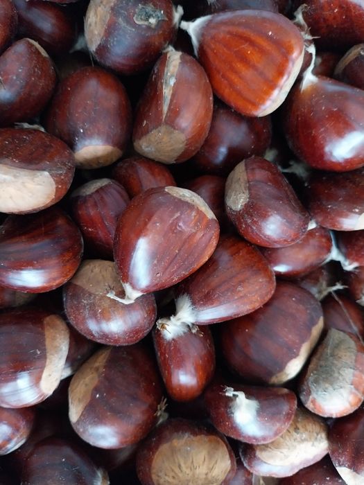 Vendo castanhas de Lamego