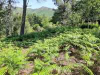 Terreno no Soajo