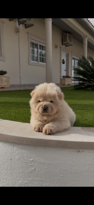 Magnífica chow chow fêmea