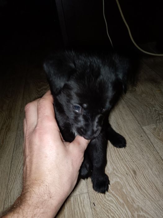 Oddam szczeniaki w dobre ręce