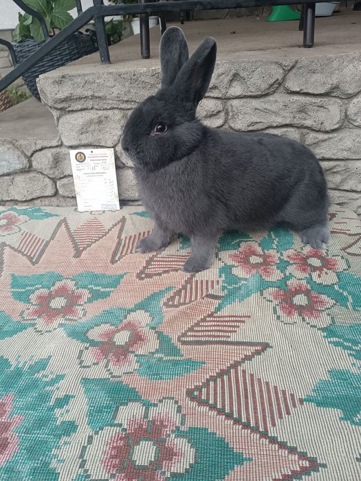 Віденські Блакитні