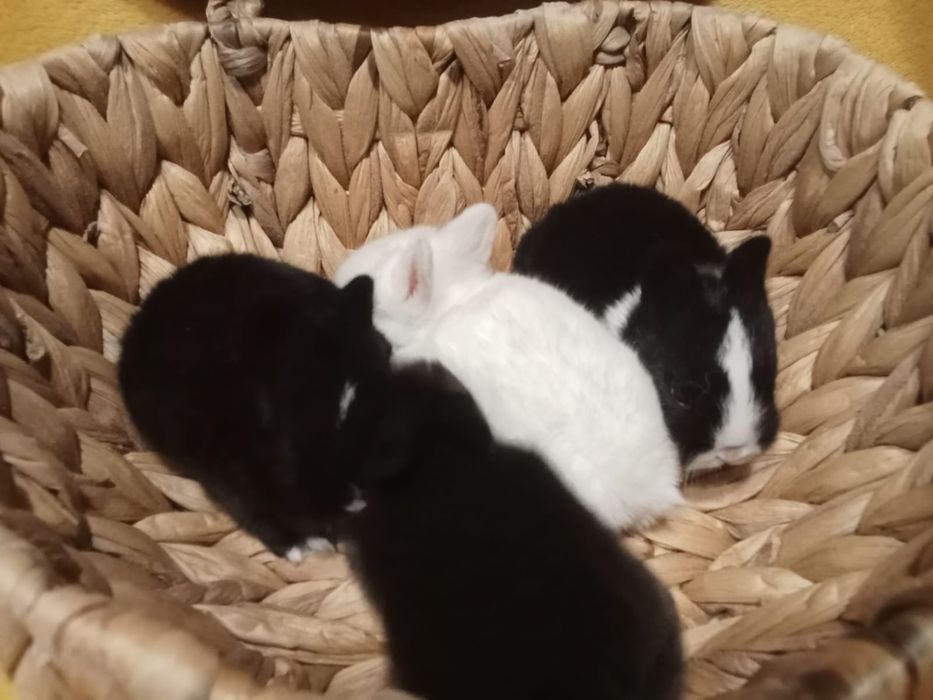 Entrega de coelhos anões em Tomar