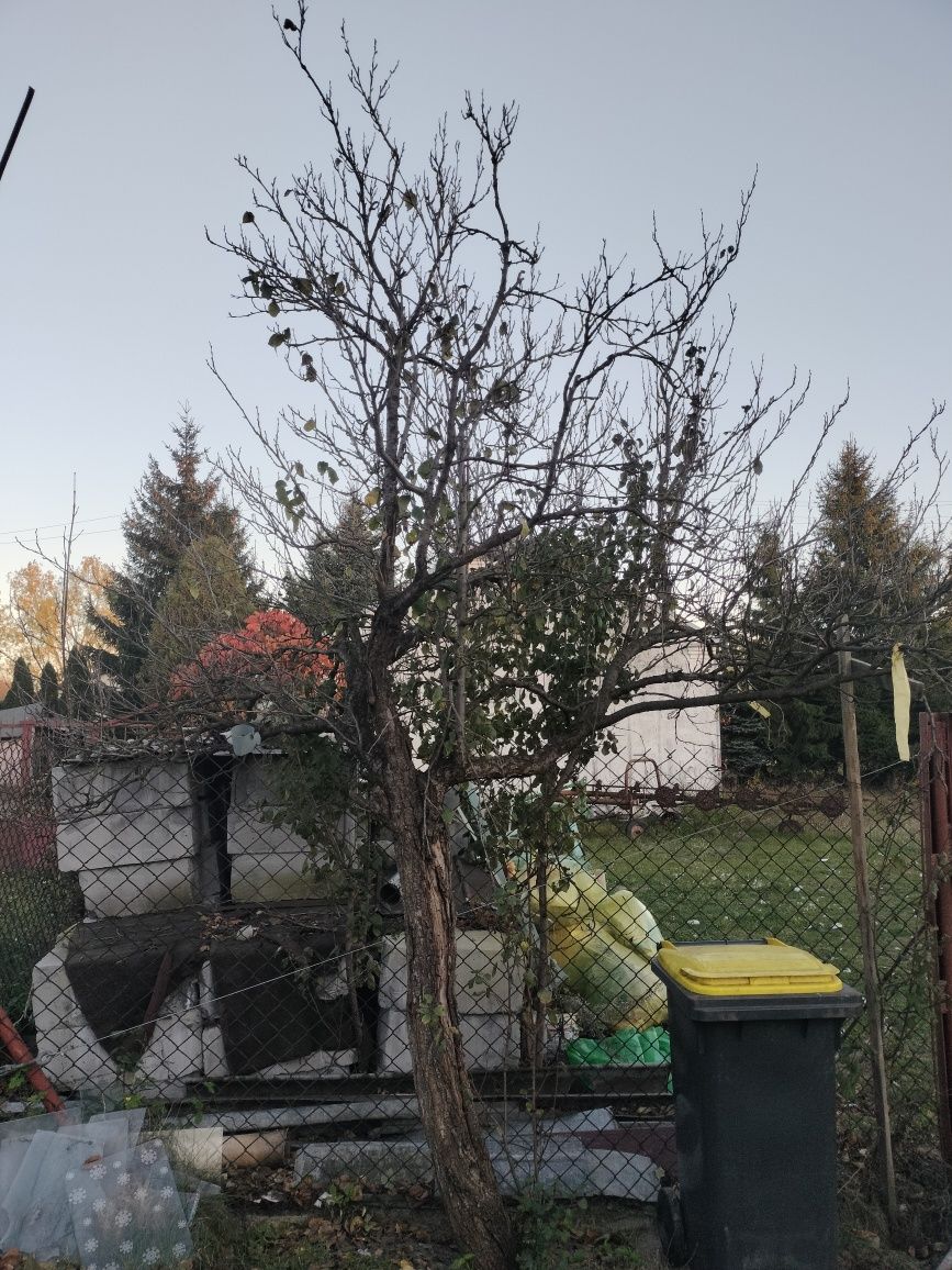 Sprzedam średnie drzewo drewno śliwkowe do wędzenia