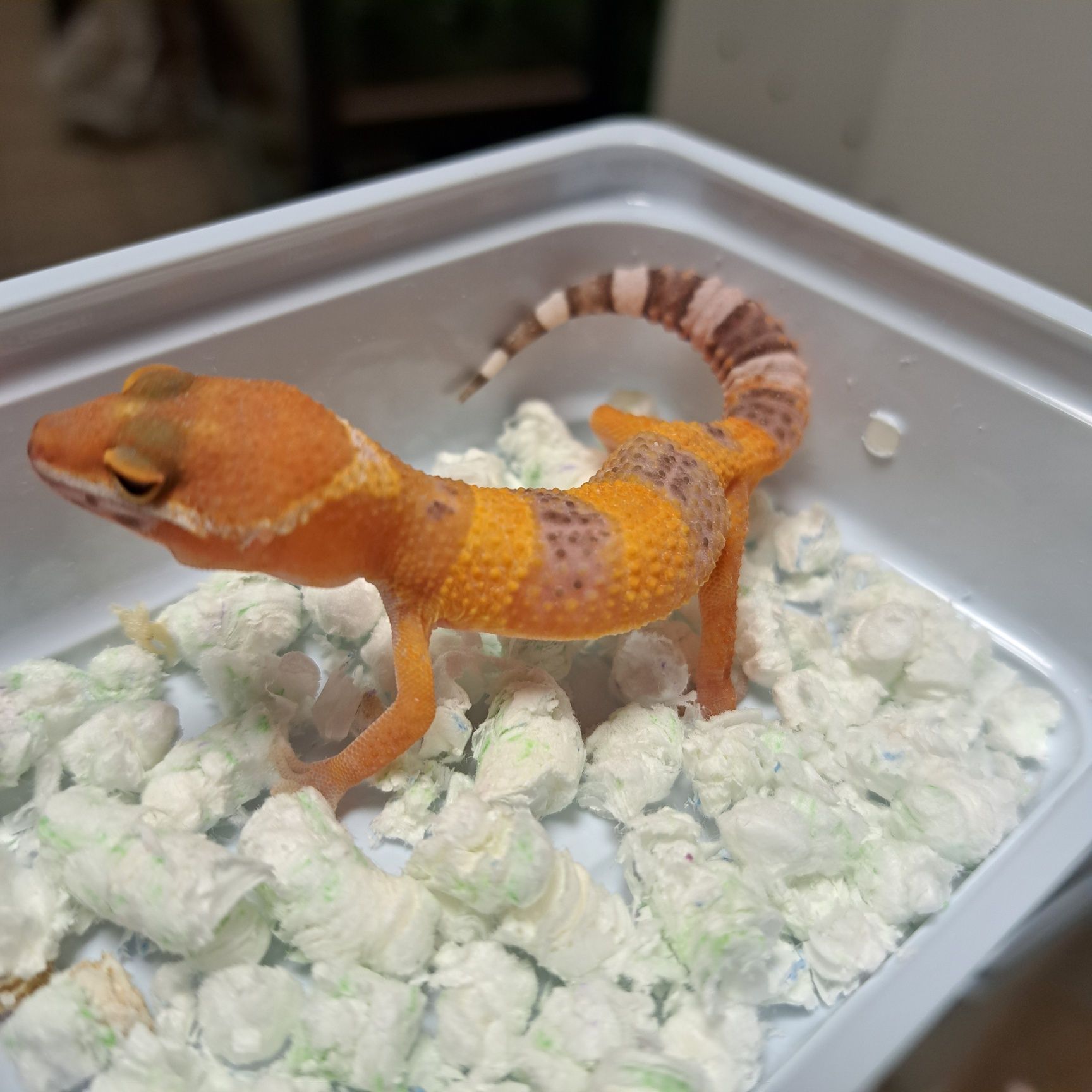 Gekon lamparci w sklepie Gruby Kocur Rzeszów