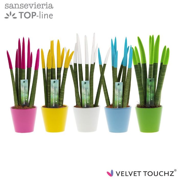 SANSEWIERIA Sansevieria wężownica Velvet Touchz + ozdobna doniczka