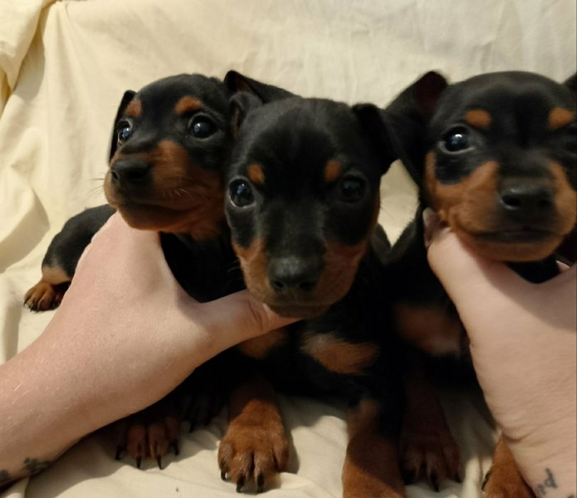 Щенки цвергпинчера