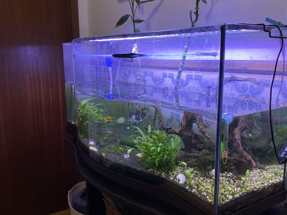 Aquario mais de 100 litros