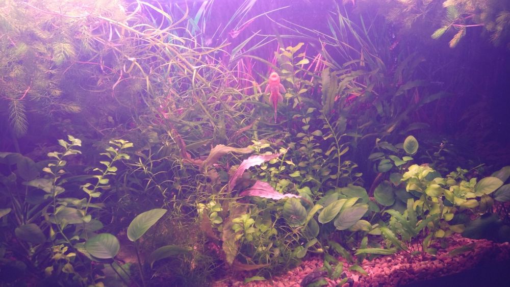 Аквариумные растения