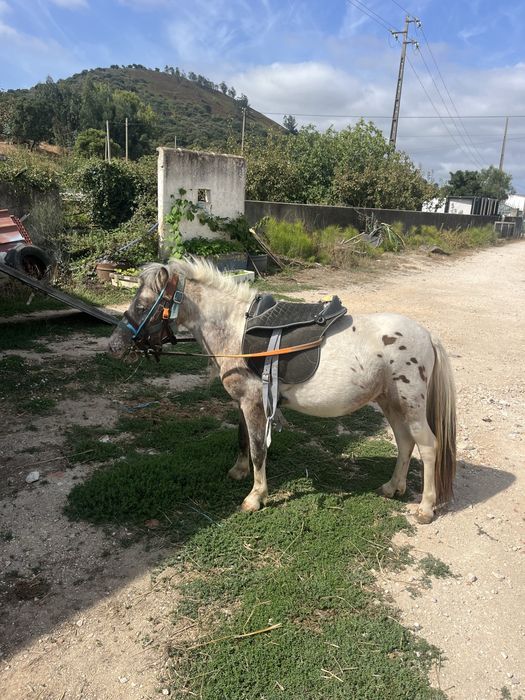 Ponei apalusa montado