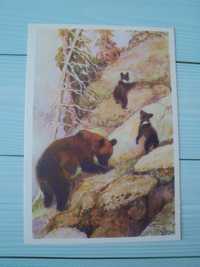 открытка СССР Комаров 1975 медведь 1977 анималистика