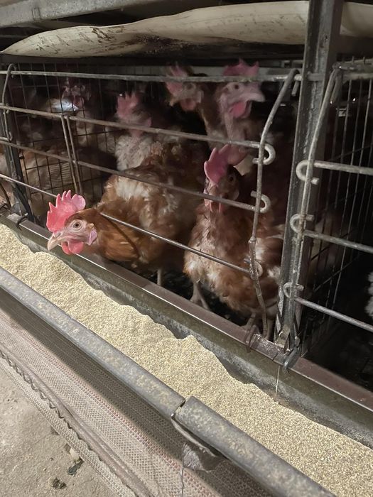 Продам курей несушек легорн 11месяцев