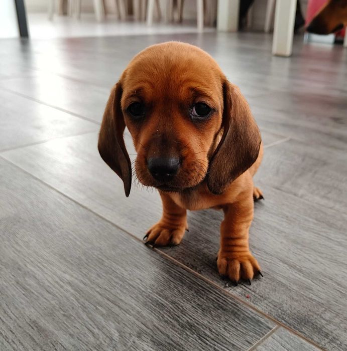 Słodka suczka jamnika krótkowłosego – brązowa podpalana