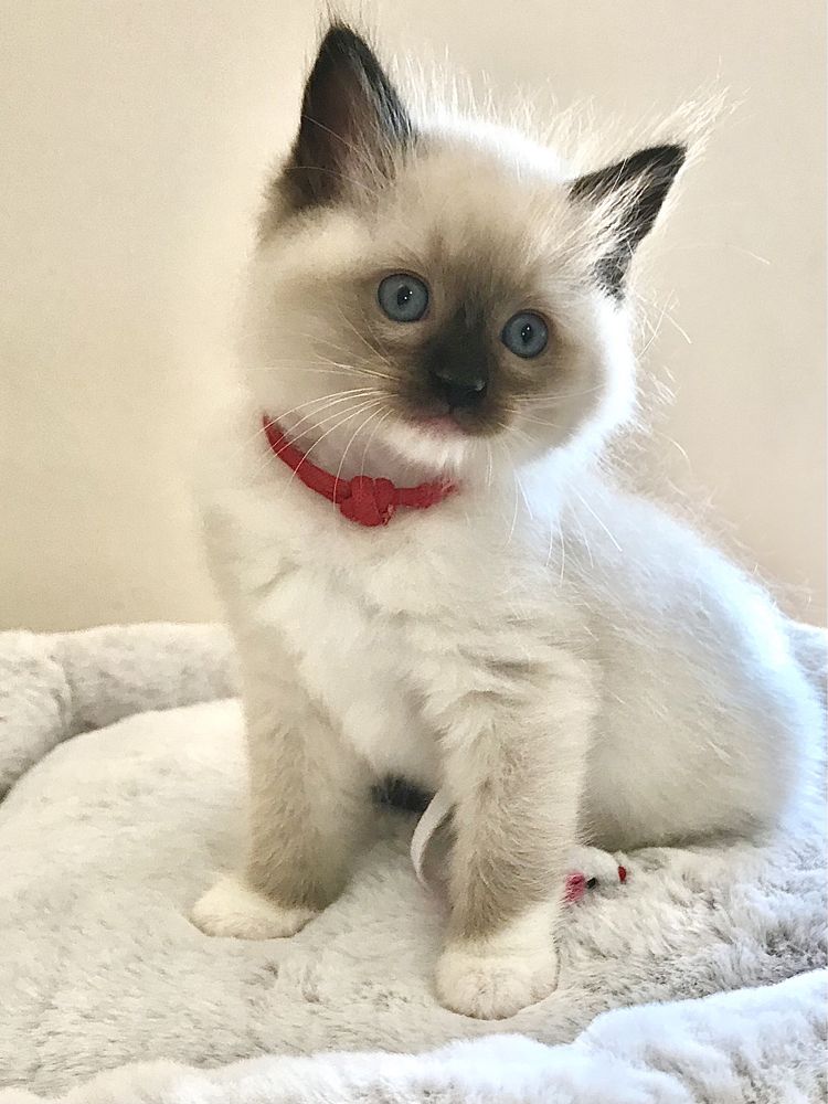 Ragdoll Wspaniała koteczka Olga - Wrzesien