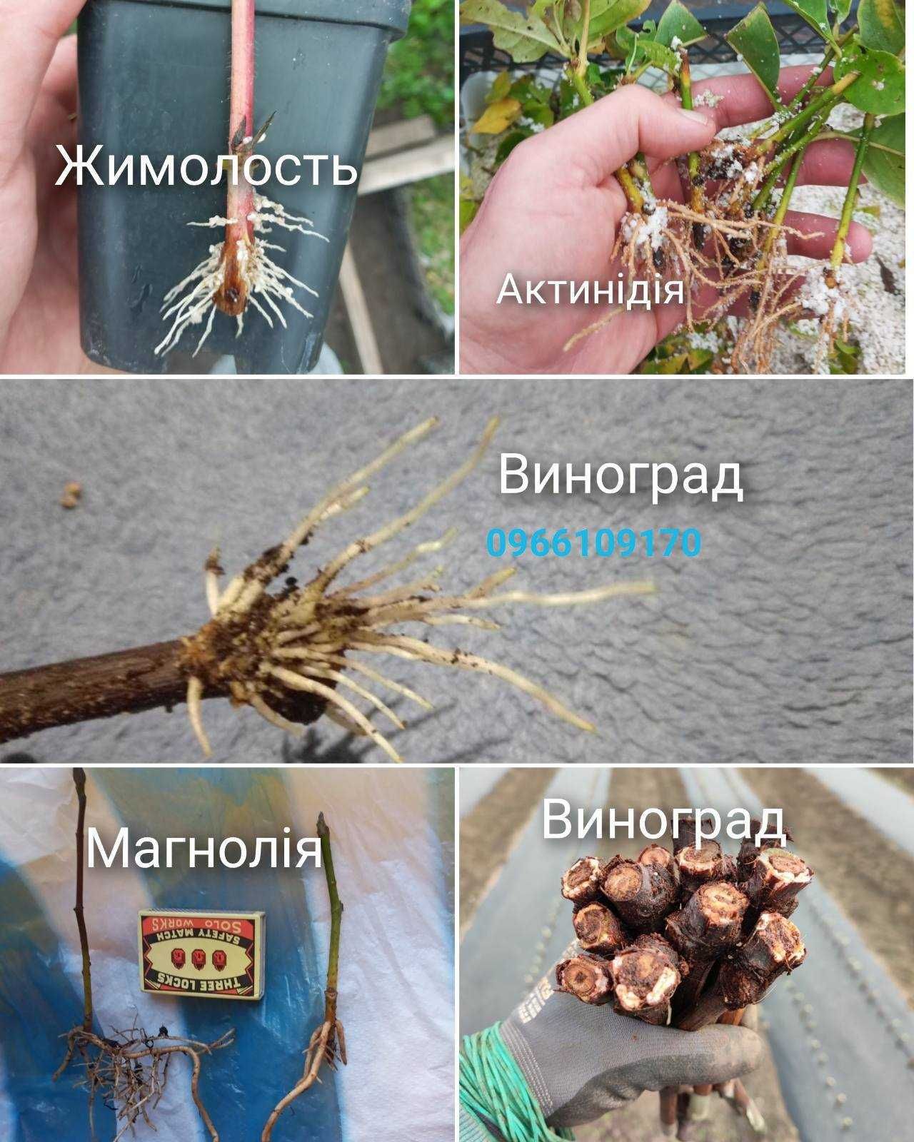 УКОРІНЮВАЧ Rhizopon AA 0,5%, 1%, 2% , таблетки ( 100 та 500  грам)