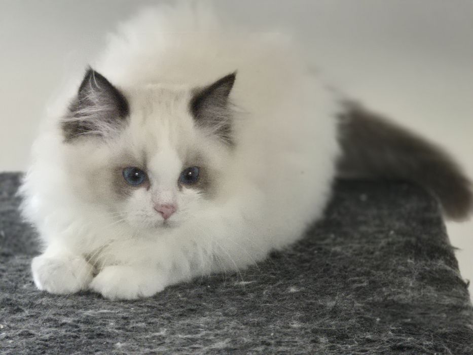 Kotka RAGDOLL z rodowodem FPL