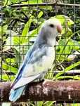 Aves de 2025 disponíveis
