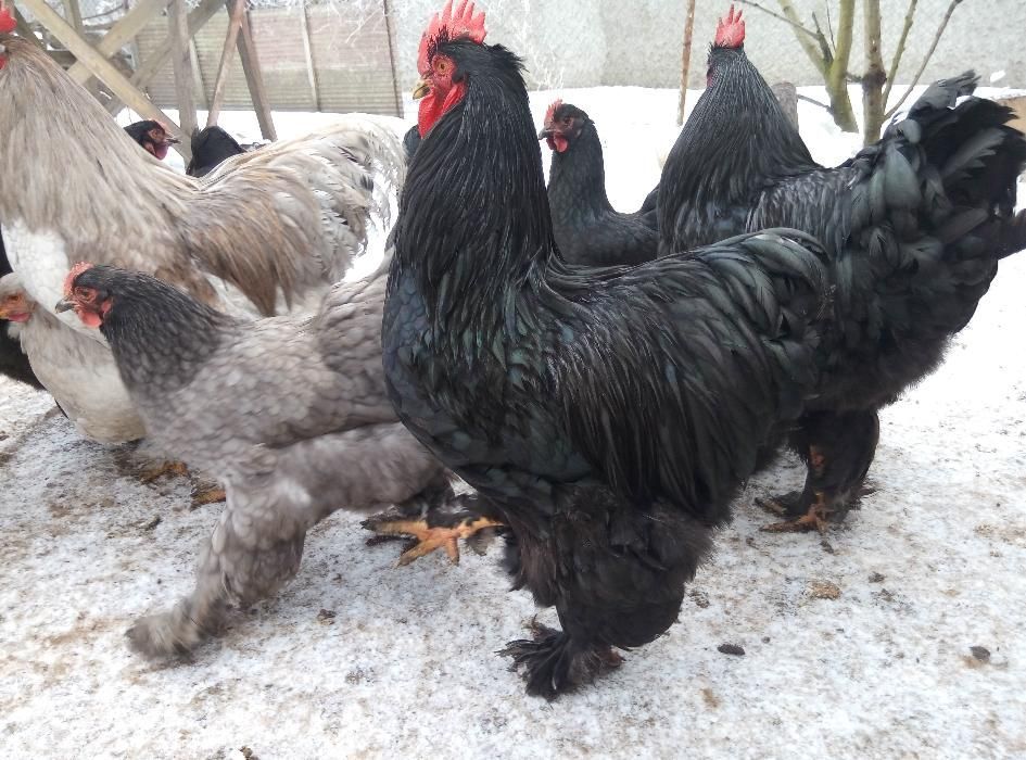 Кохінхіни кури та курчата