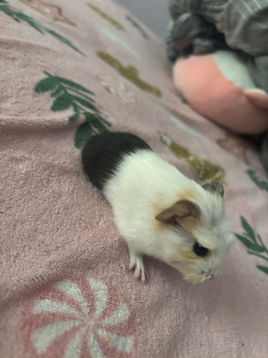 Sprzedam świnki morskie