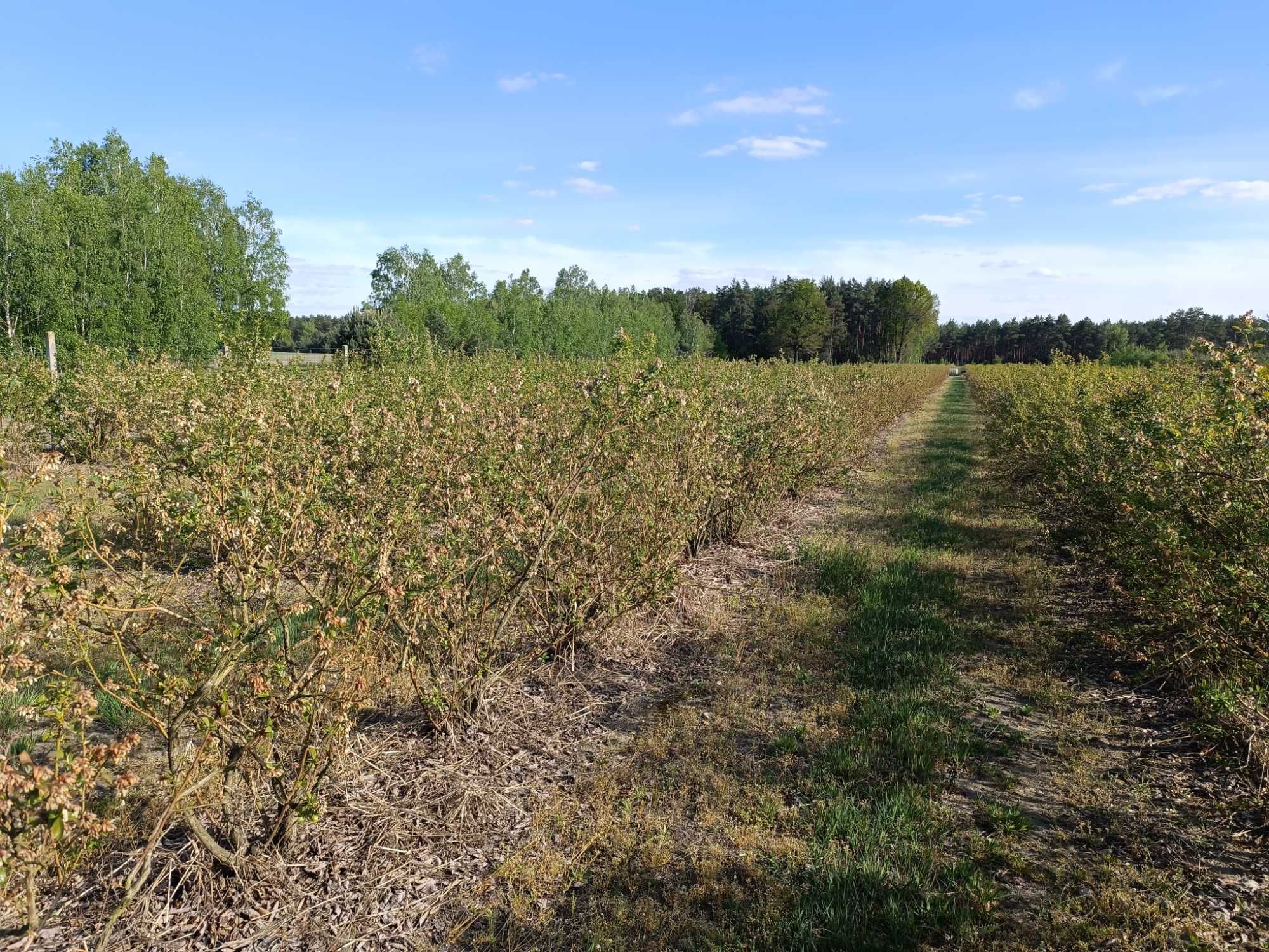 Sprzedam krzewy borówki, wy dzie rzawie plantacje