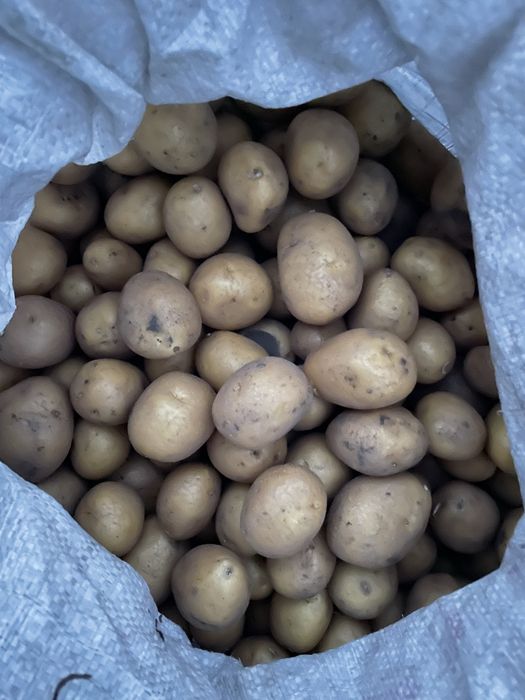 Продам картоплю гала