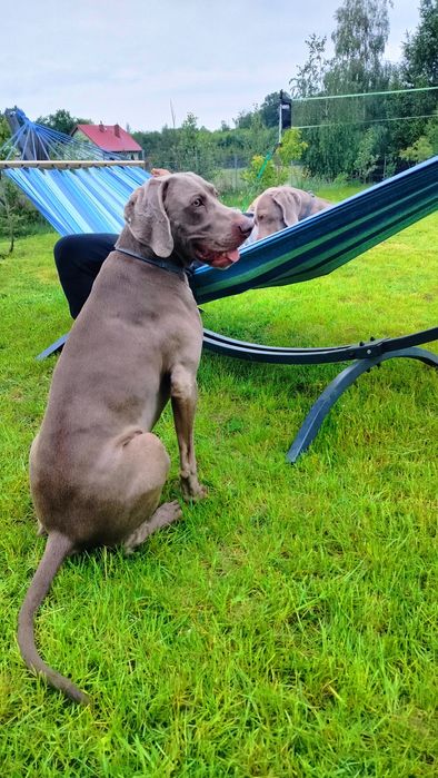 Szczenię wyżeł weimarski