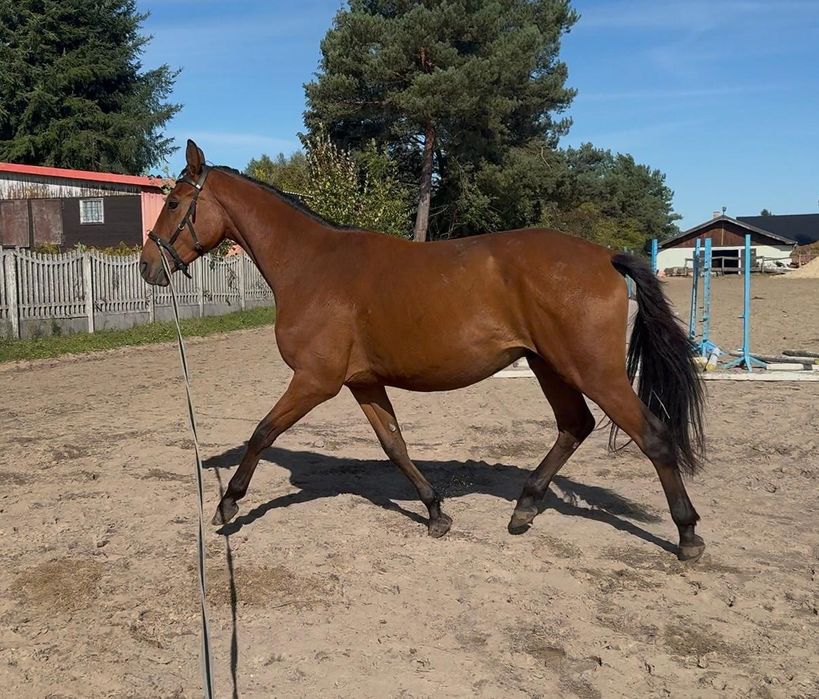 Wałach Wlkp/ poch.trak