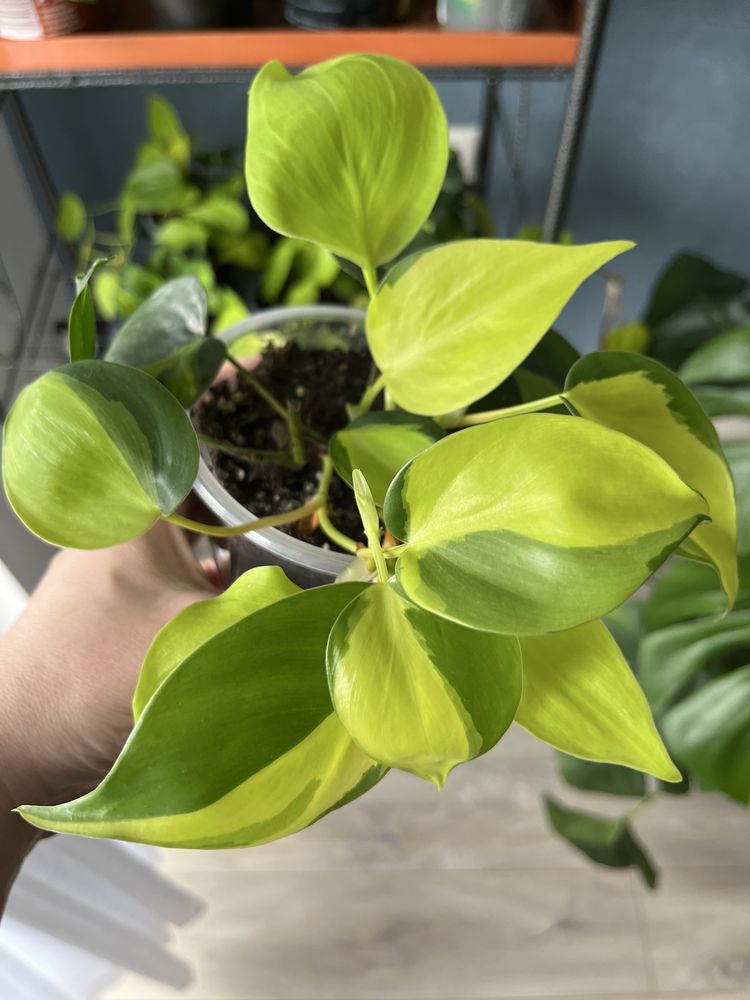 Epipremnum happy leaf,cebu blue,global green.Philodendron lemon,brasil
