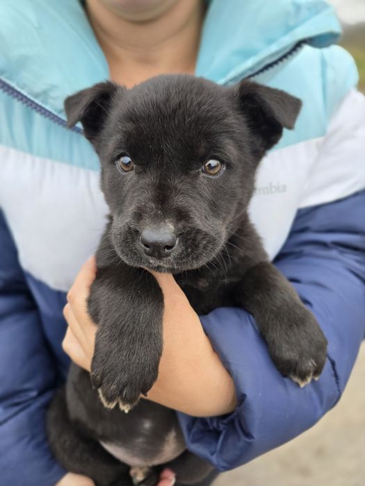 Цуценя в добрі ручки!